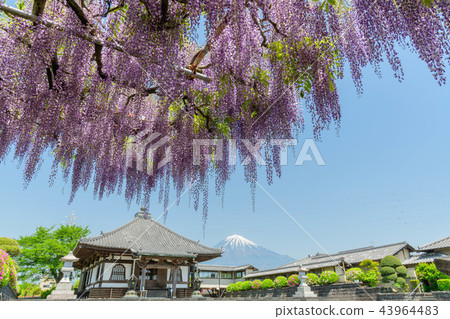 Fujinomiya City, Shizuoka Prefecture, Shionobo no Fuji flower and Mt. Fuji Fujinomiya City, Shizuoka Prefecture, Shionobo no Fuji flower and Mt. Fuji 43964483
