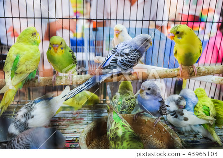 colorful birds in the cage colorful birds in the cage 43965103