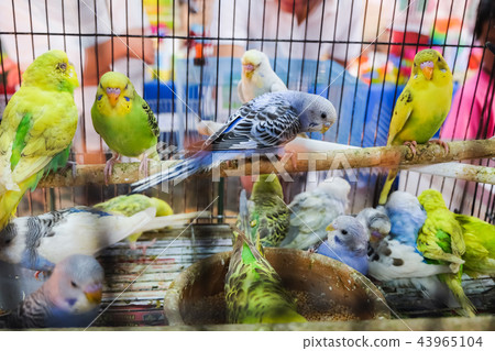 colorful birds in the cage 43965104