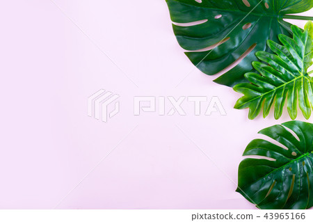 fresh green leaf fresh green leaf 43965166