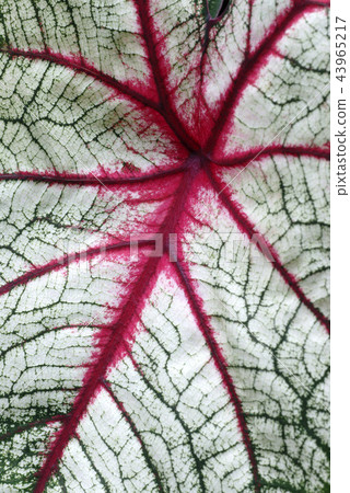 Carragee的葉子 43965217