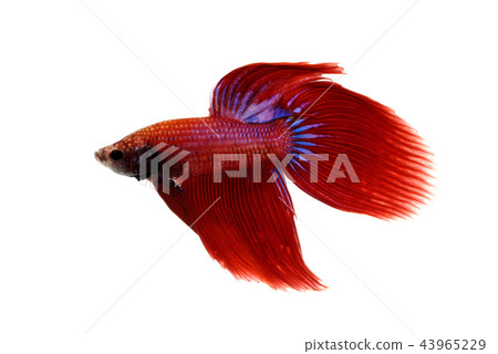 Fighting fish 43965229