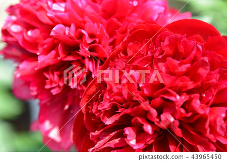 [For material, wallpaper] red carnation 43965450