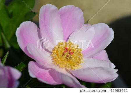 [For material, wallpaper] Pink flower 43965451