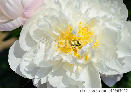 [For material, wallpaper] White flower of large flower 43965452