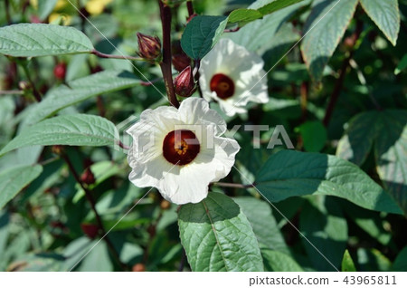 Roselle Flower Roselle Flower 43965811