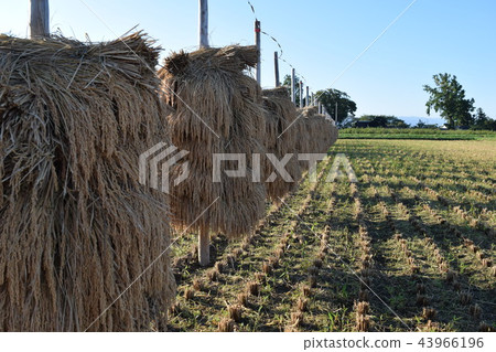 Pile hanging drying of rice ear 43966196