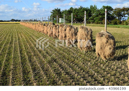 Pile hanging drying of rice ear Pile hanging drying of rice ear 43966199