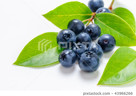 blueberry 43966266