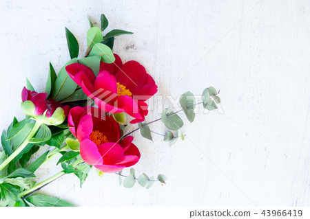 Fresh peony flowers 43966419