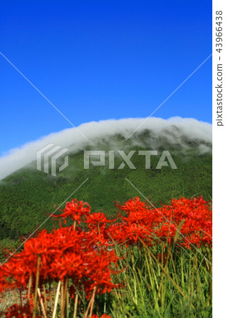 Cluster amaryllis and winds grate Cluster amaryllis and winds grate 43966438