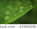 葉子上的水滴 43966896