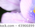 水滴附在水葫蘆上 43966899