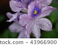 水葫蘆 43966900