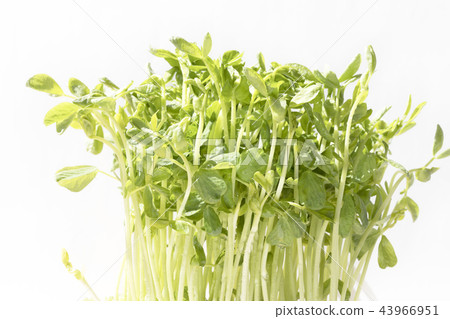 豆苗 43966951