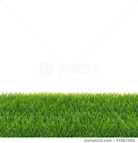Green Grass White Background 43967089
