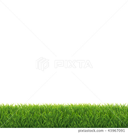 Green Grass White Background 43967091