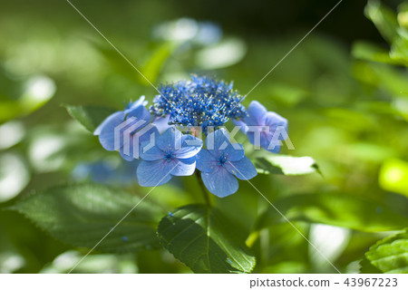 Flower hydrangea 43967223