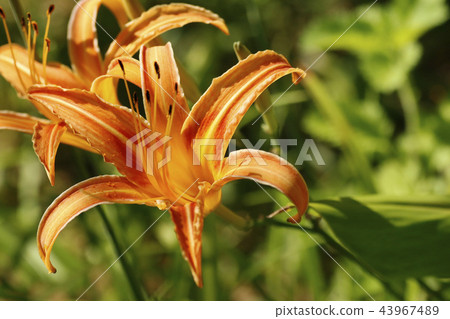 阿基諾香草 43967489