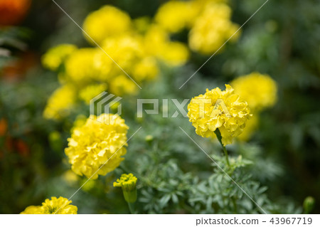 Yellow African marigold flowers 43967719