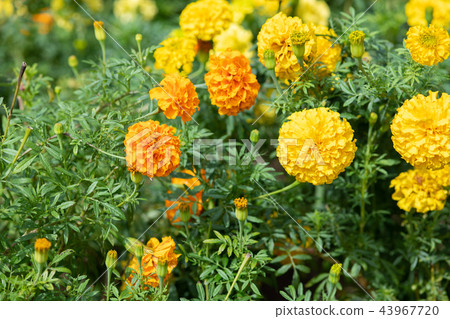 黃色非洲萬壽菊花 43967720