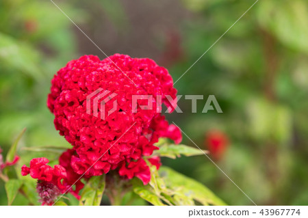 紅色基多花 紅色基多花 43967774