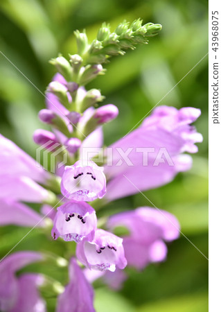 Hanatraneo（花虎尾巴） 43968075