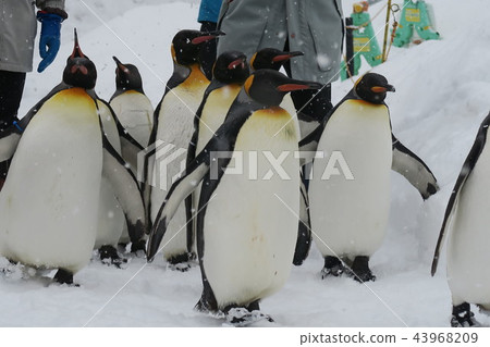 A penguin walk (Asahiyama Zoo) 43968209
