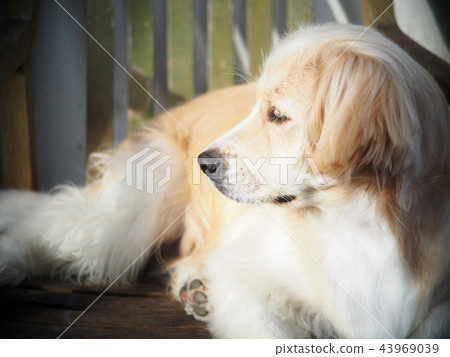 lonesome lonely sad white cute fat long hair puppy lonesome lonely sad white cute fat long hair puppy 43969039