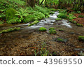 Japan's Clear Current-Sakuinzawa 43969550