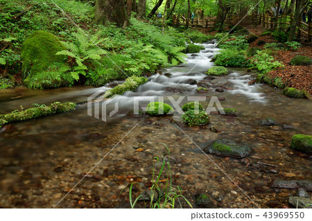 Japan's Clear Current-Sakuinzawa Japan's Clear Current-Sakuinzawa 43969550
