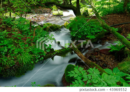 Japan's Clear Current-Sakuinzawa 43969552