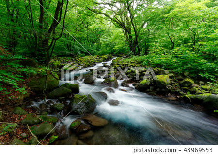 日本的Clear Current-Sakuinzawa 日本的Clear Current-Sakuinzawa 43969553