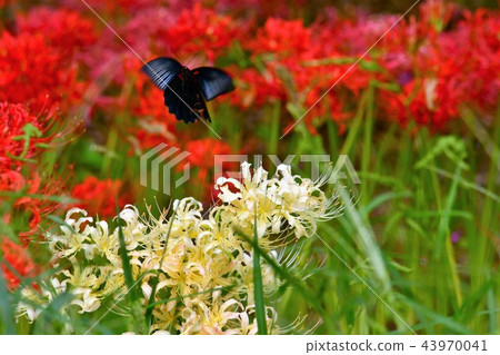 Cluster amaryllis 43970041