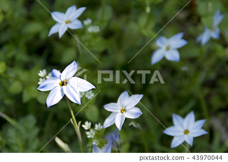 Hana flower flower 43970044