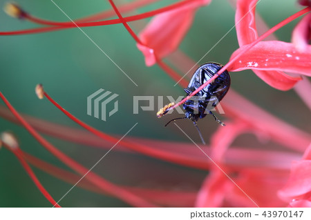 Peppermint Peppermint 43970147