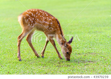 A deer 43970239