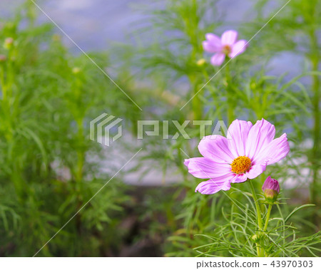 Taiwan, art gallery, cosmos, flower season 43970303