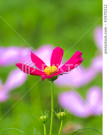 Taiwan, art gallery, cosmos, flower season Taiwan, art gallery, cosmos, flower season 43970312