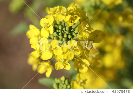 Rape blossoms Rape blossoms 43970478