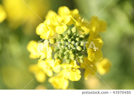 Rape blossoms Rape blossoms 43970480