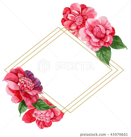 Watercolor pink camellia climbing flower. Floral botanical flower. Frame border ornament square. 43970681
