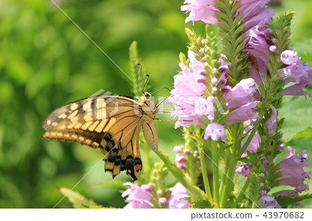 Swallowtail蝴蝶和Hanatraneo 43970682
