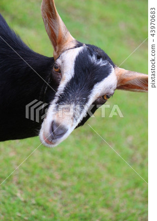 黑山羊 黑山羊 43970683