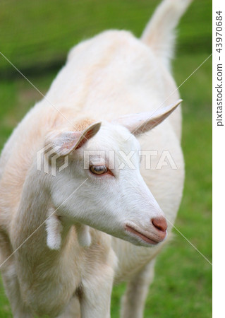 White goat 43970684