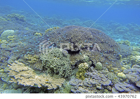 Tropical fish and coral reefs 43970762