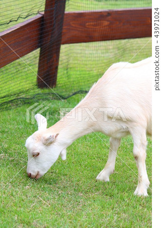 White goat 43971024