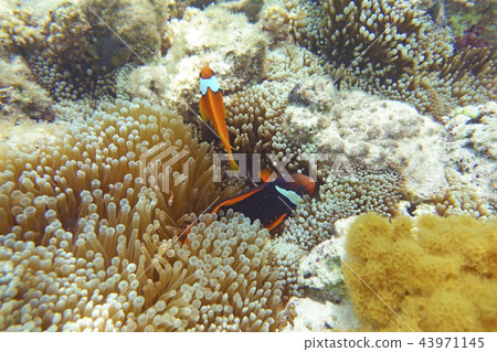 海葵和魚 海葵和魚 43971145