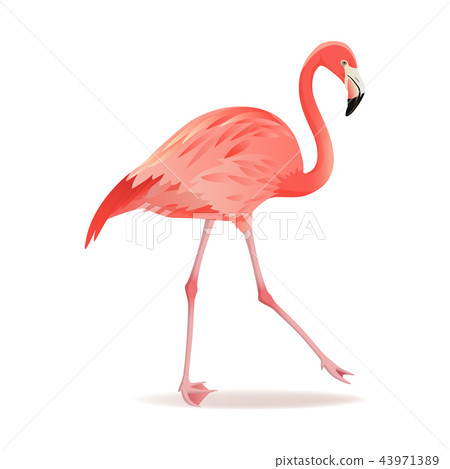Red and pink flamingo vector illustration. Cool exotic bird walking decorative design elements 43971389