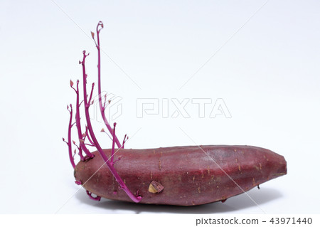 Sweet potato germinated 43971440